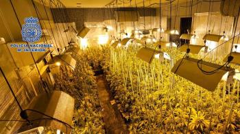 Se han intervenido casi 1.400 plantas de marihuana y diferentes armas de airsoft