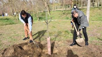 Han plantado 54 ejemplares de olmos Minor en el recinto El Forestal