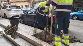 El proyecto pretende plantar alrededor del mil esta legislatura 