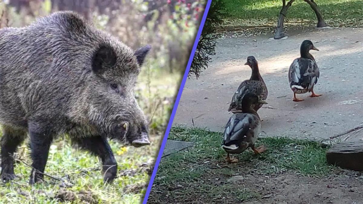 La formación local 'Vecinos por Algete' ha registrado otra pregunta sobre la presencia de jabalíes en el municipio