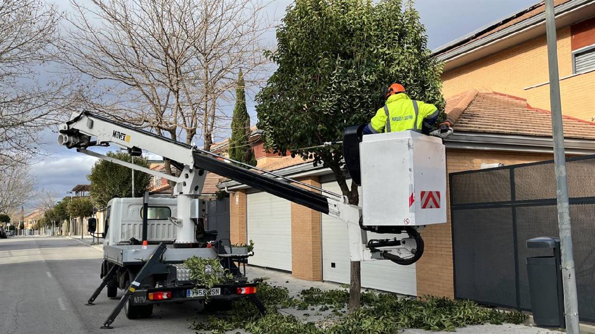 Está previsto actuar en ejemplares de todos los sectores de Miramadrid, Altos y Belvis de Jarama y en el casco antiguo del municipio