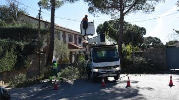 El Ayuntamiento de Boadilla ha podado casi 4500 árboles en distintas zonas del municipio en la temporada de poda 2022-2023