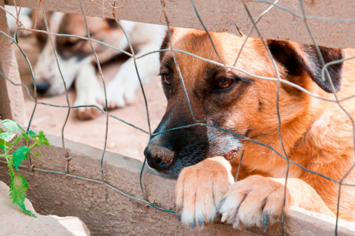 La formación morada denuncia que el Centro Integral Municipal de Protección Animal Alcalá no dispone de los recursos necesarios