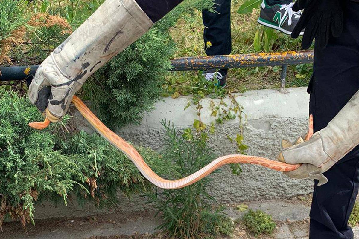 Conocida como "culebra maizal", no es venenosa y procede de Estados Unidos y el Norte de México. Se le considera una especie invasora