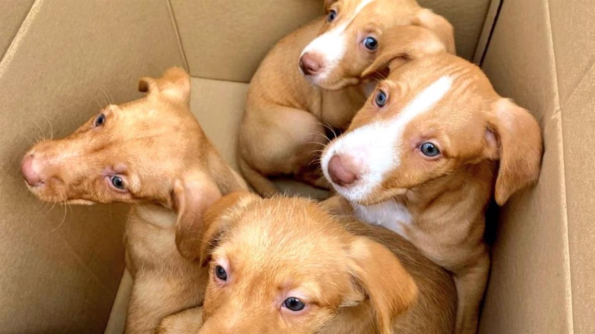 Los perros estaban hambrientos y colocados en una caja de cartón