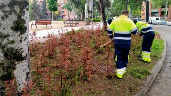 El ayuntamiento esta embelleciendo sus calles con la plantación de flores de temporada 