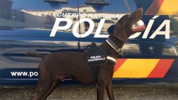 La policía encontró el cuerpo de una mujer y, posteriormente, el de su hijo