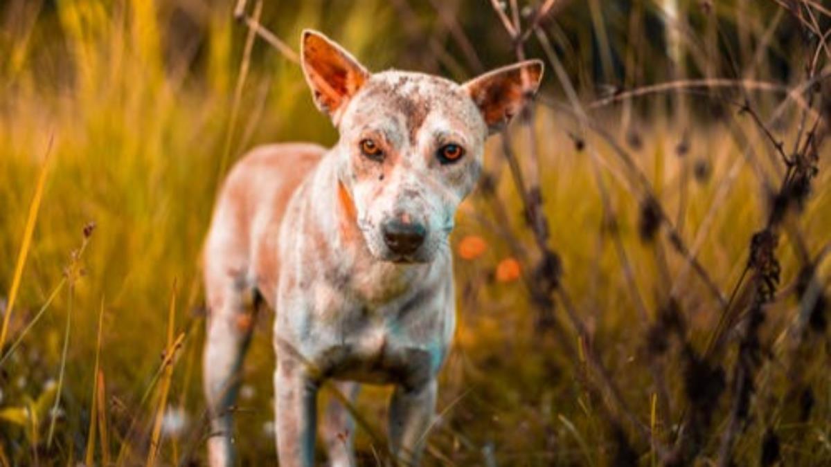 El contrato tendrá una duración de un año y podrá ser prorrogable por otro
