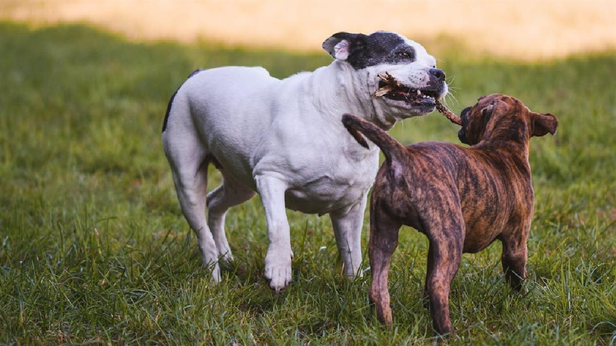 El Ayuntamiento relanza la campaña ‘Si él pudiera, lo haría’ para la recogida de excrementos caninos