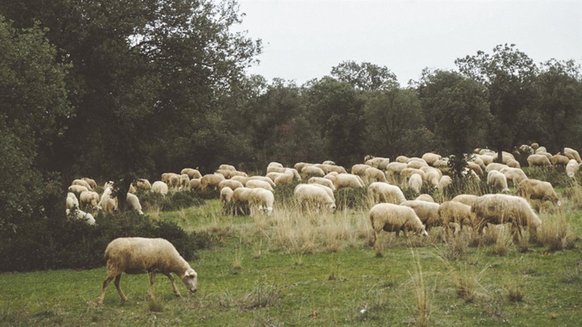 Desde la formación acusan al Gobierno de Pedro Sánchez de intentar desmantelar sus patrullas y reducir sus bases 