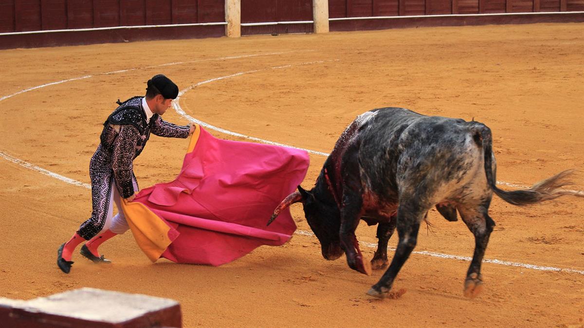 Las fiestas tendrán corridas de toros, pero no encierros