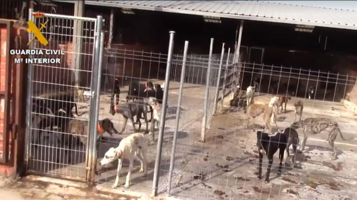 Los animales eran sometidos a una ‘inhumana’ extracción de sangre para venderla después a clínicas veterinarias