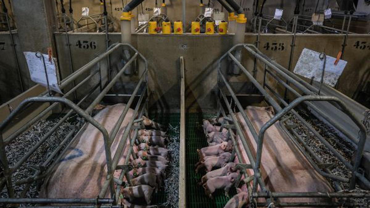 Las declaraciones del Ministro de Consumo fue lo que provocó la encendida polémica