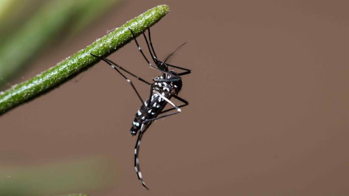 El ayuntamiento ofrece algunas recomendaciones