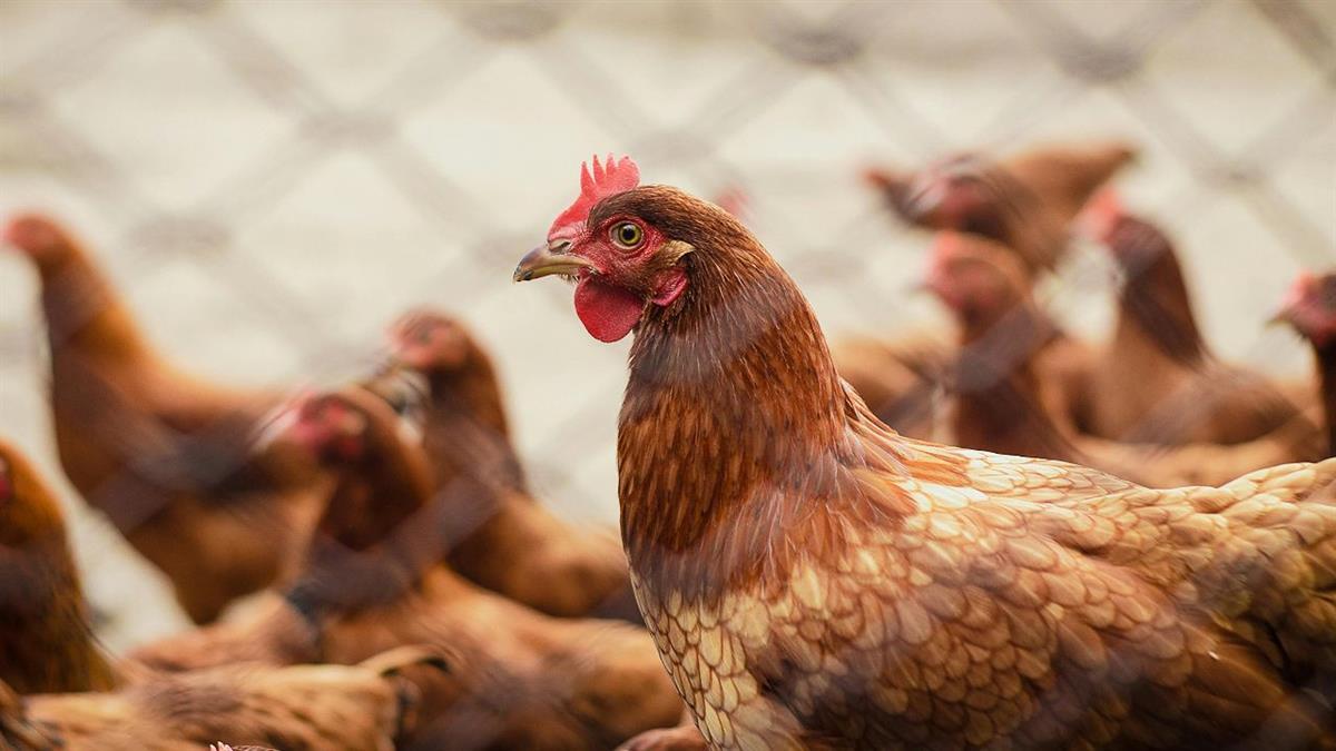 El Ayuntamiento recuerda que no existe riesgo significativo de la población