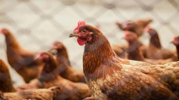 El Ayuntamiento recuerda que no existe riesgo significativo de la población