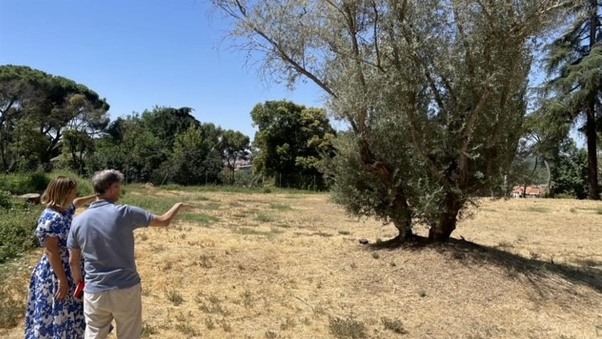 El objetivo de este proyecto es poner en valor el parque histórico conectándolo con la renovada plaza de España y el Templo de Debod