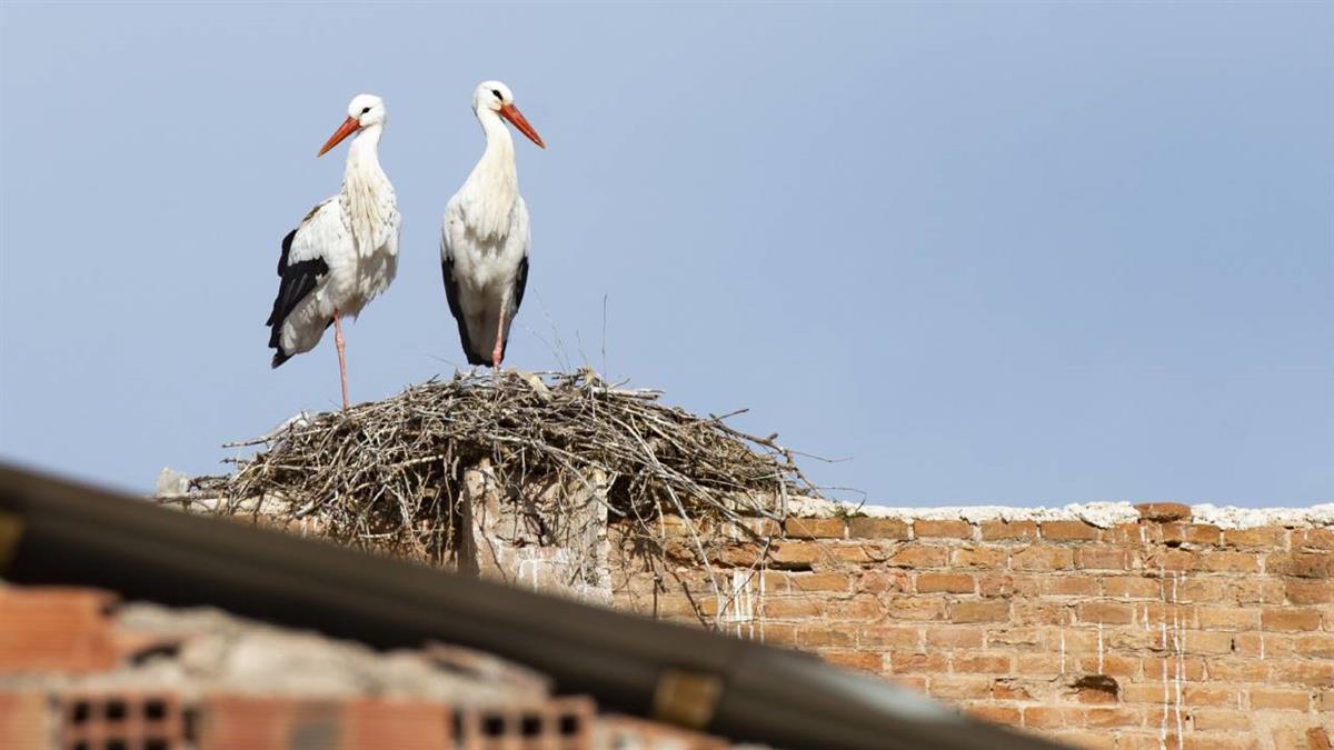 Son de carácter gratuito