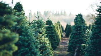 Al tratarse de especies vegetales ajenas al entorno, pueden provocar desequilibrios en los ecosistemas