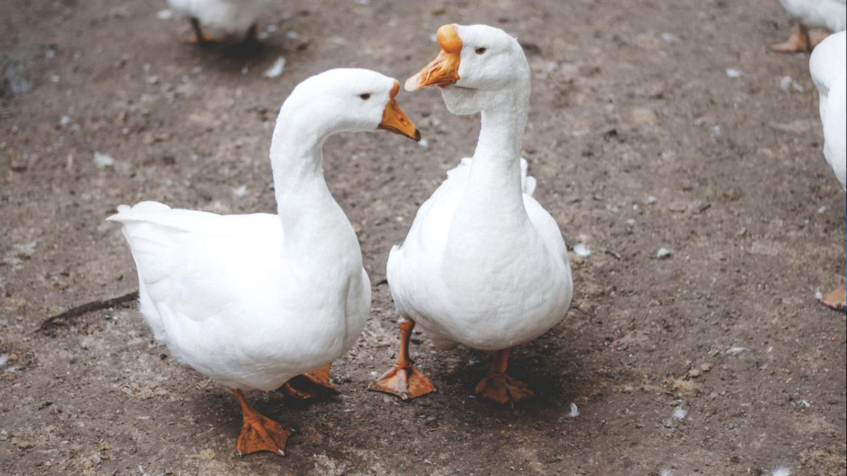 La orden afecta a una docena de municipios, especialmente en la zona Suroeste de la región