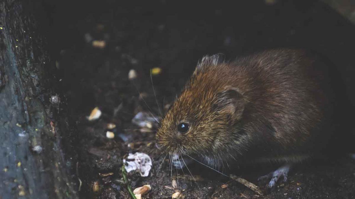 Se prorroga el contrato para la desratización de nuestra ciudad 