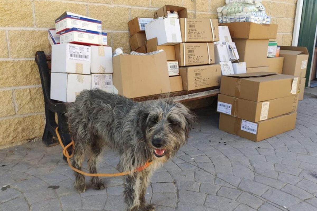 La protectora Hoope cuenta con una gran variedad de profesionales con gran experiencia en sus áreas, desde la educación hasta el marketing
