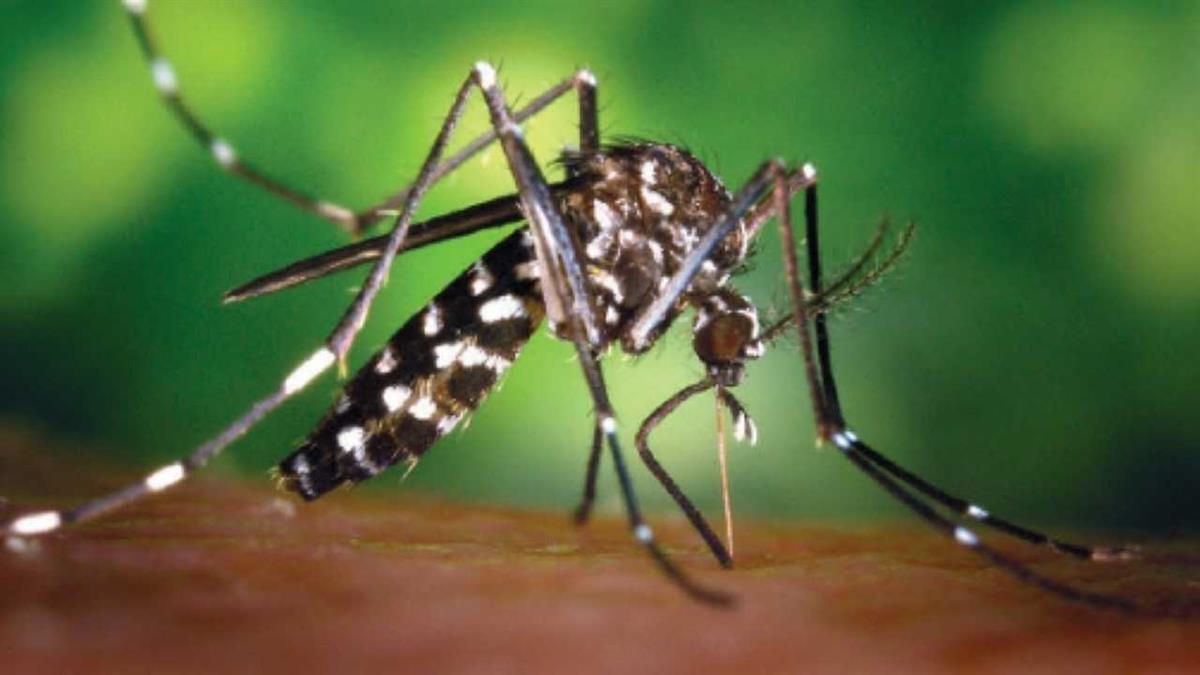 El Ayuntamiento de Villaviciosa de Odón ha compartido medidas preventivas para evitar la expansión