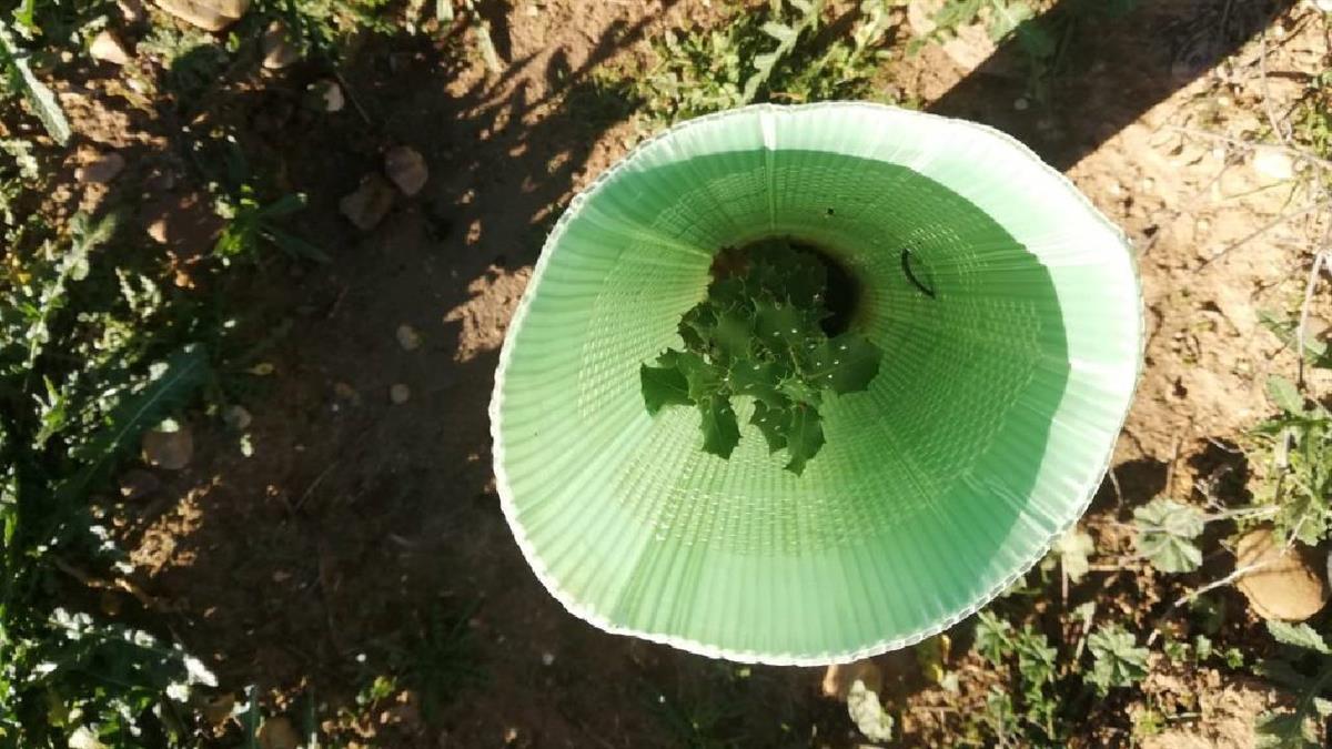 El colegio San Sebastián y el Ayuntamiento han protagonizado una jornada de plantación y sensibilidad ambiental