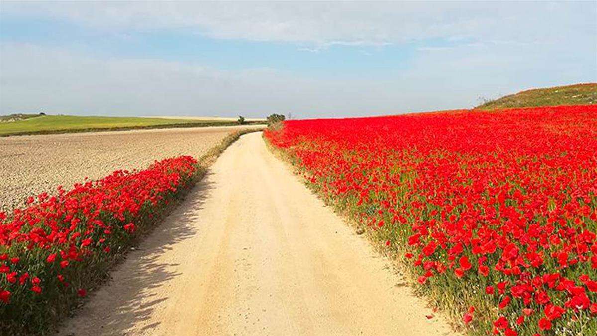 El proyecto incluye la ejecución de una Ecopasarela que suprimirá el efecto barrera producido por la Autovía del Sur 