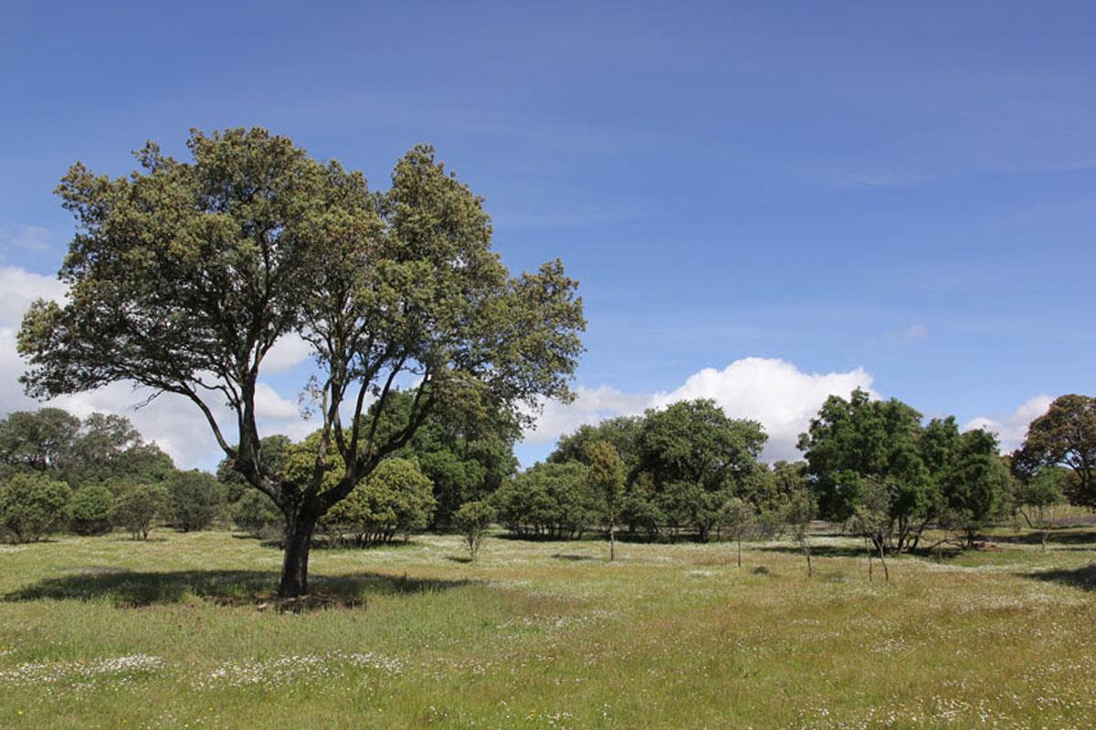 El grupo municipal ha presentado una propuesta al pleno del próximo 18 de diciembre 