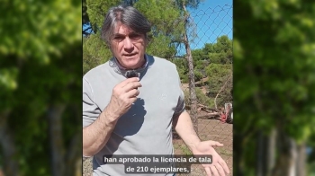 El portavoz socialista denuncia la tala autorizada de más de 200 árboles en La Sacedilla