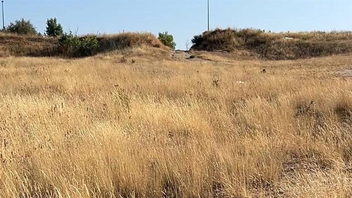 Los socialistas denuncian que las parcelas municipales "no están correctamente desbrozadas"