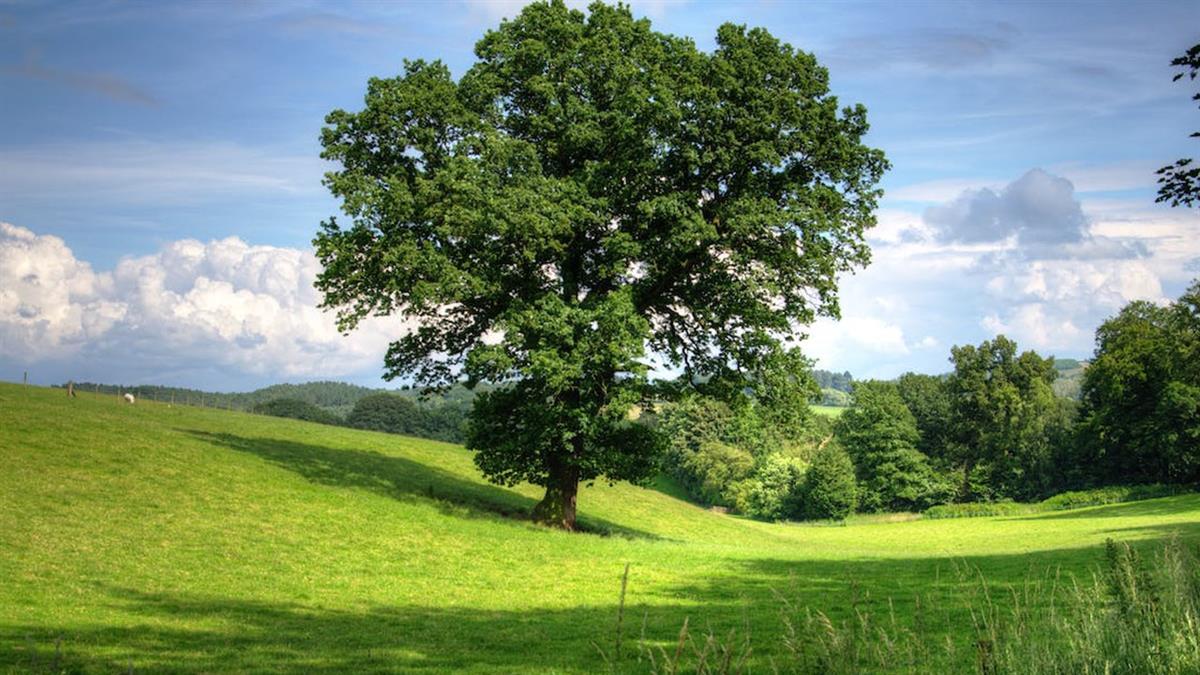 Las inscripciones en la plantación pueden formalizarse hasta el próximo jueves 21 de marzo