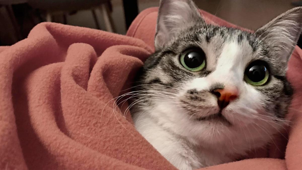 Tendrán lugar los próximos 11 y 12 de diciembre, entre las 11:00 y las 18:00 horas