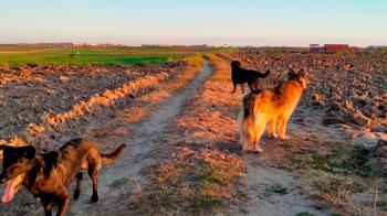 7 imprescindibles a tener en cuenta a la hora del paseo con nuestros perros en verano