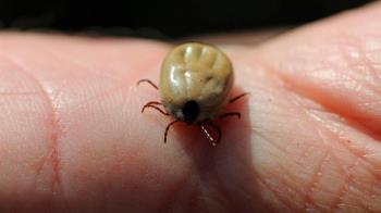 Esta variedad de artrópodos se alimenta de sangre, puede parasitar a los animales salvajes y domésticos y, de forma accidental, picar a los seres humanos