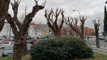 Más Madrid denuncia la "tala indiscriminada de árboles" en Getafe