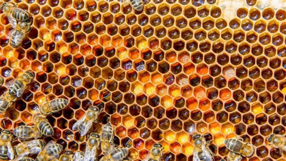 Colmenar abre inscripciones para las Jornadas de Apicultura 