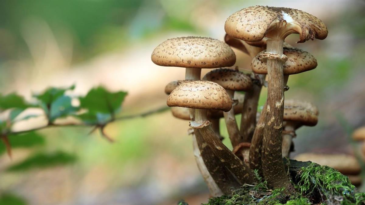 Se desarrollará en el Centro de Naturaleza Dehesa Boyal una jornada 