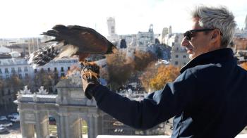 Las rapaces ahuyentarán a las palomas, causantes de la afección biológica más destacada detectada en el monumento durante los trabajos de restauración