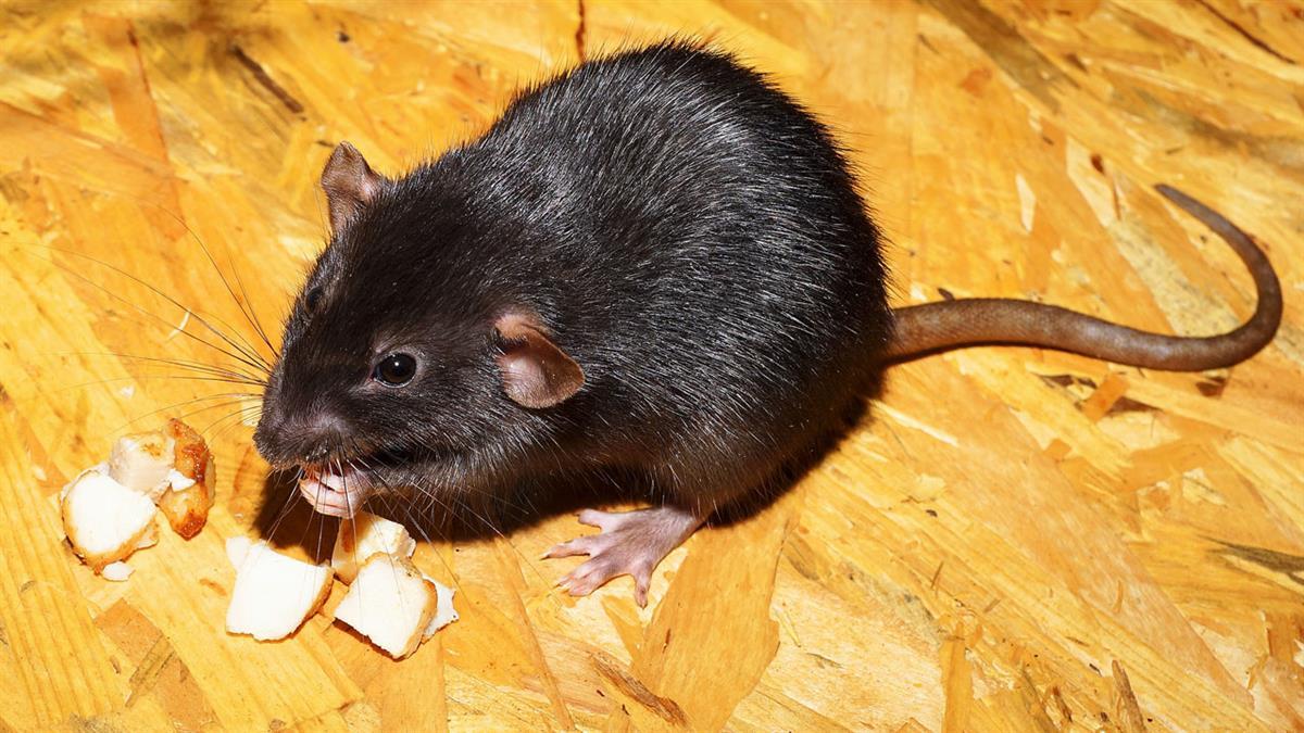 El animal tiene nidos en los árboles y es portador de enfermedades graves 