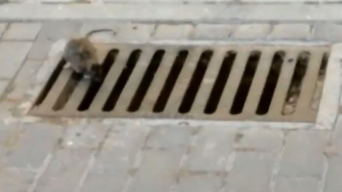 Así lo ha publicado el PP en sus redes sociales