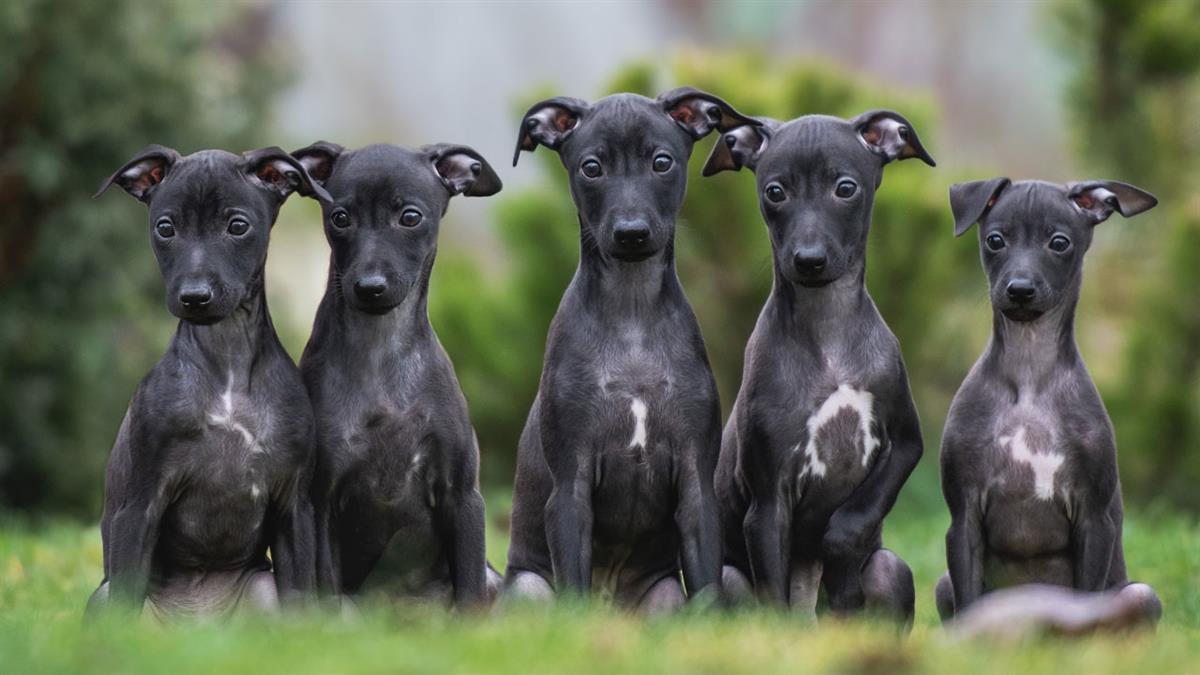 5 razas de perros originarias de nuestro país