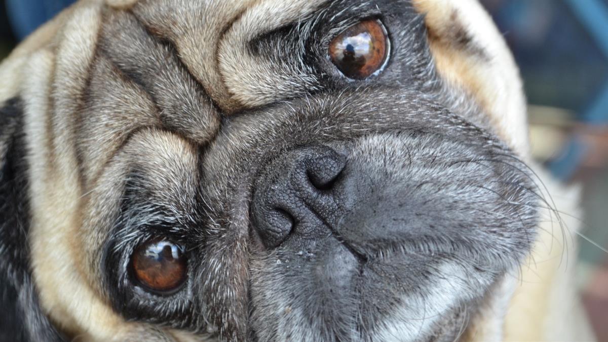 Noruega se une a Holanda en la prohibición de cría de algunas razas braquicéfalas