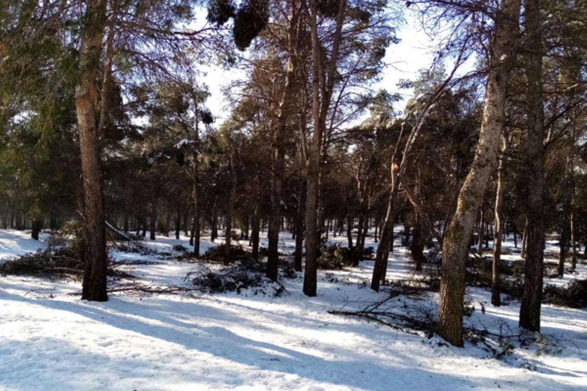 El ayuntamiento pide la implicación de la Comunidad de Madrid solicitando el despliegue del cuerpo en la ciudad