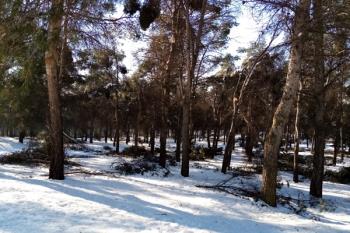 El ayuntamiento pide la implicación de la Comunidad de Madrid solicitando el despliegue del cuerpo en la ciudad