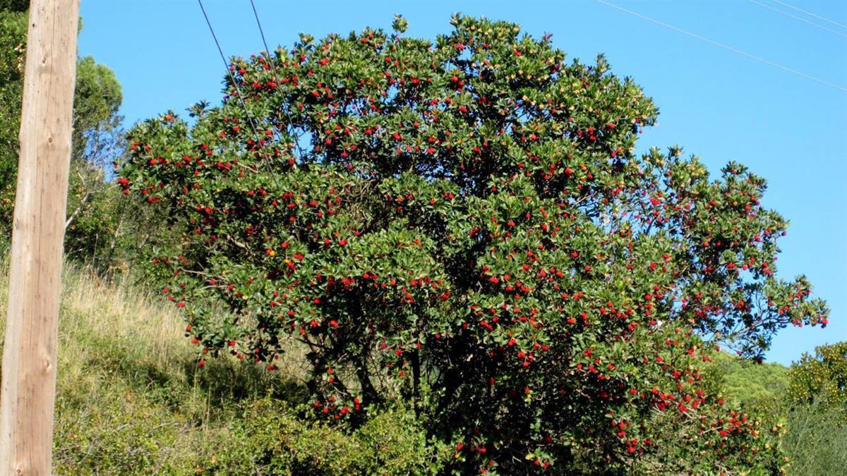 En la localidad recogieron 60.595 kg de vidrio, más de 34,55 % que el año pasado