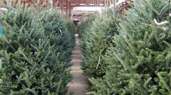 Los árboles de Navidad adornarán parques y zonas verdes