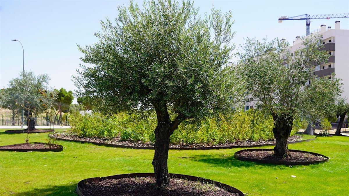 Tras la remodelación, la glorieta se ha transformado en una gran zona verde