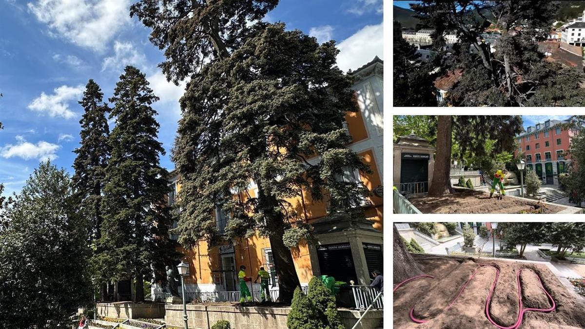 Uno de los dos pinsapos de Los Jardincillos recibe tratamiento contra los serios problemas de salud que padece